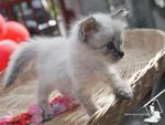 Maya - Birman + Domestic Medium Hair Cat