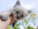 Maya - Birman + Domestic Medium Hair Cat