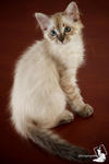 Maya - Birman + Domestic Medium Hair Cat