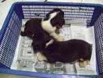 Cute Beagle Puppies Tricolor - Beagle Dog