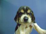 Cute Beagle Puppies Tricolor - Beagle Dog