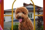 Bibi - Poodle Dog