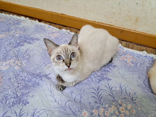 Lucy - Siamese + Domestic Short Hair Cat