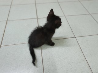 Prada - Domestic Short Hair Cat