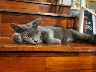 Jeri Nikitta - Russian Blue + Domestic Short Hair Cat