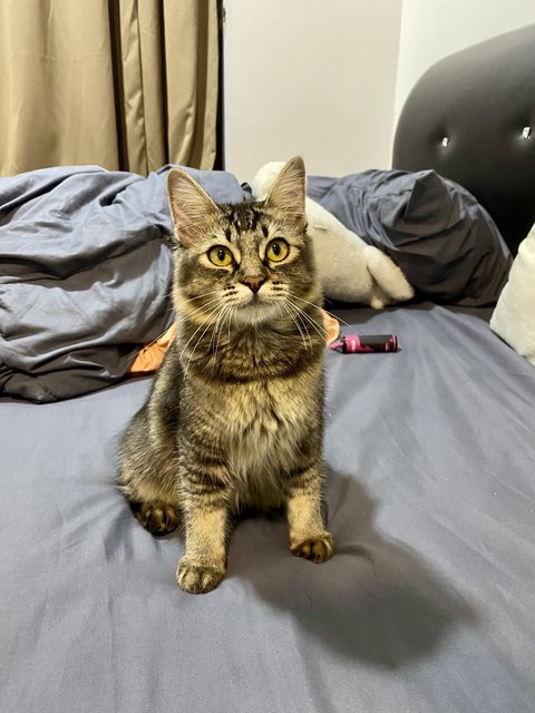 Mama Freya - Domestic Long Hair + Maine Coon Cat