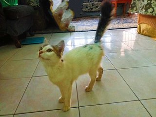 Freshie - Domestic Medium Hair Cat