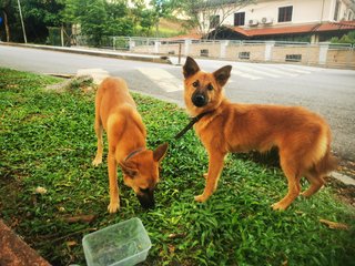 Are These Your Puppies?  - Mixed Breed Dog