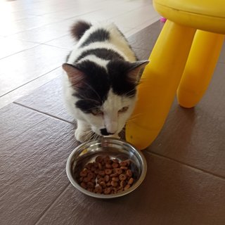 Charlie - Domestic Medium Hair + Tuxedo Cat