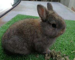 Chubby Pure Nd Baby Rabbit - Netherland Dwarf Rabbit