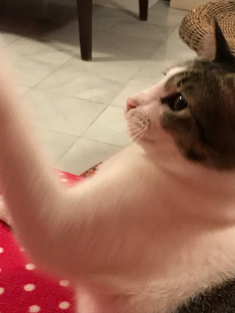 Toto  - Domestic Short Hair Cat