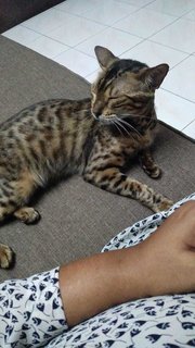 Hope - Domestic Short Hair + Bengal Cat