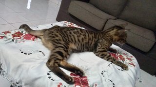 Hope - Domestic Short Hair + Bengal Cat