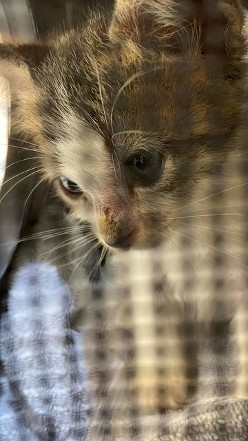 Munmun - Domestic Medium Hair Cat