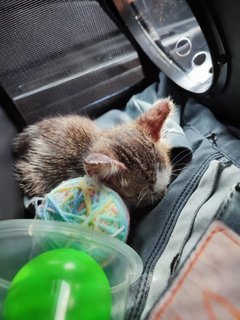 Munmun - Domestic Medium Hair Cat