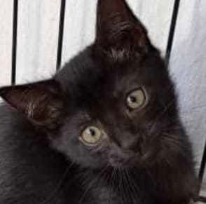 Baby Boy Peddy Bear  - Domestic Short Hair Cat