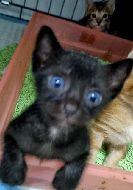 Baby Kitten Panther  - Domestic Short Hair Cat