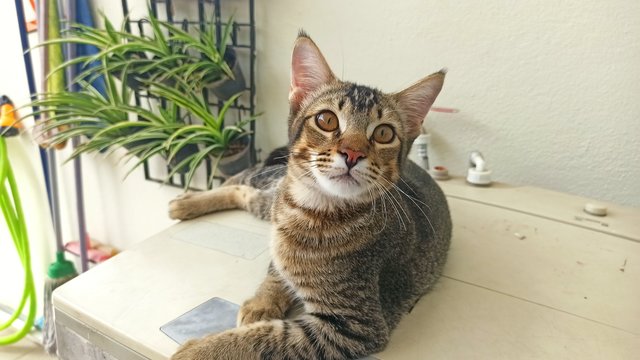 Pika - Domestic Short Hair Cat
