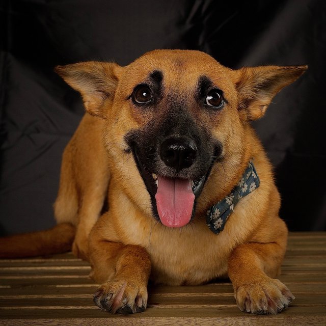 Teh - Mixed Breed Dog