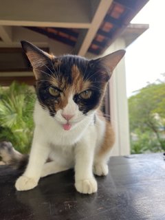 Ginger  - Domestic Medium Hair Cat