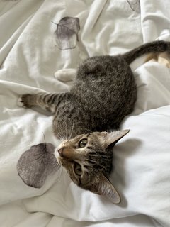 Emma - Domestic Short Hair Cat