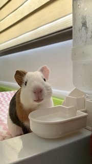 beibei