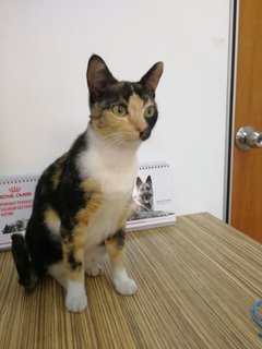 Cat-pepper - Domestic Short Hair Cat