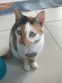 Candy - Domestic Short Hair Cat
