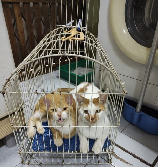 Miew Miew &amp; Tom Tom (J) - Domestic Short Hair Cat