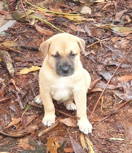 Ryder - Mixed Breed Dog