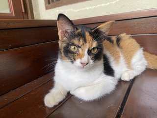 Honey - Domestic Medium Hair Cat