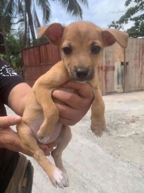Little Cheese - Mixed Breed Dog