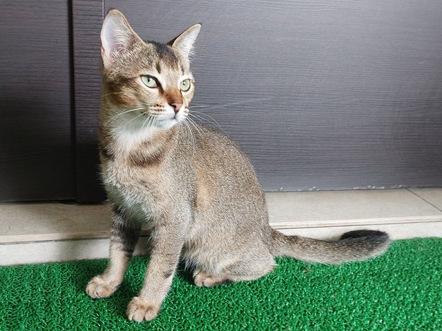 Sasuke - Domestic Short Hair Cat
