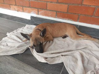 Coffee (Mh) - Belgian Shepherd Malinois Mix Dog