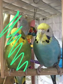 Chicky - Budgie/Budgerigar Bird