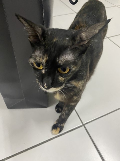 Cuddle &amp; Babies  - Domestic Short Hair Cat