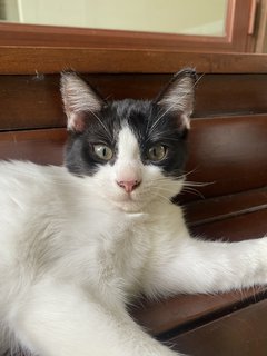 Soko &amp; Tok  - Domestic Medium Hair Cat