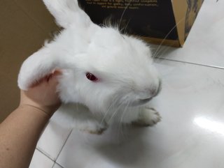 白白 - Angora Rabbit Rabbit