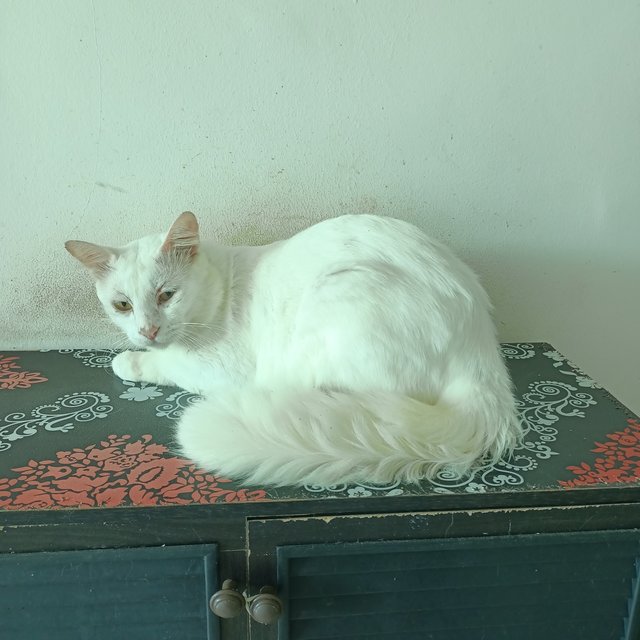 Butty - Turkish Angora + Tabby Cat