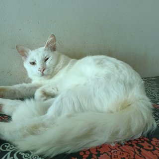 Butty - Turkish Angora + Tabby Cat