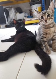 Manja (Ibu - Black) &amp; Belang (Anak) - Domestic Short Hair Cat