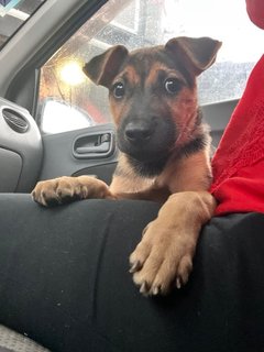 Bobby (K) - Mixed Breed Dog