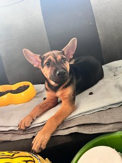 Bobby (K) - Mixed Breed Dog