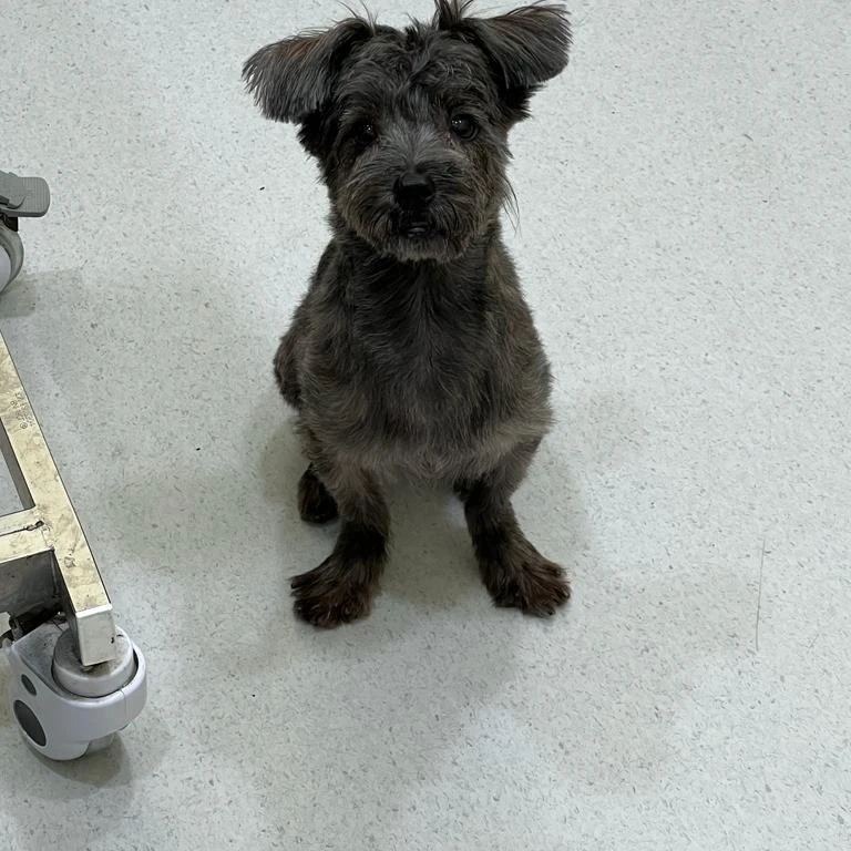 Ollie  - Mixed Breed Dog