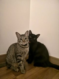 Oreo &amp; Ornie - Tabby Cat