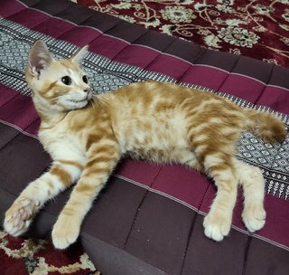 Orange Tabby - Tabby + Domestic Short Hair Cat