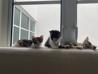 Kai, Stevie, Lucy And Jack - Domestic Short Hair + Domestic Medium Hair Cat