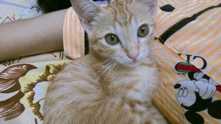 Woori  - Domestic Medium Hair Cat