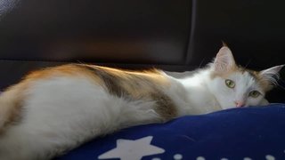 Gaga - Turkish Van + Domestic Long Hair Cat