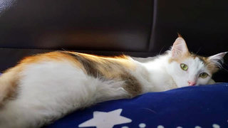 Gaga - Turkish Van + Domestic Long Hair Cat